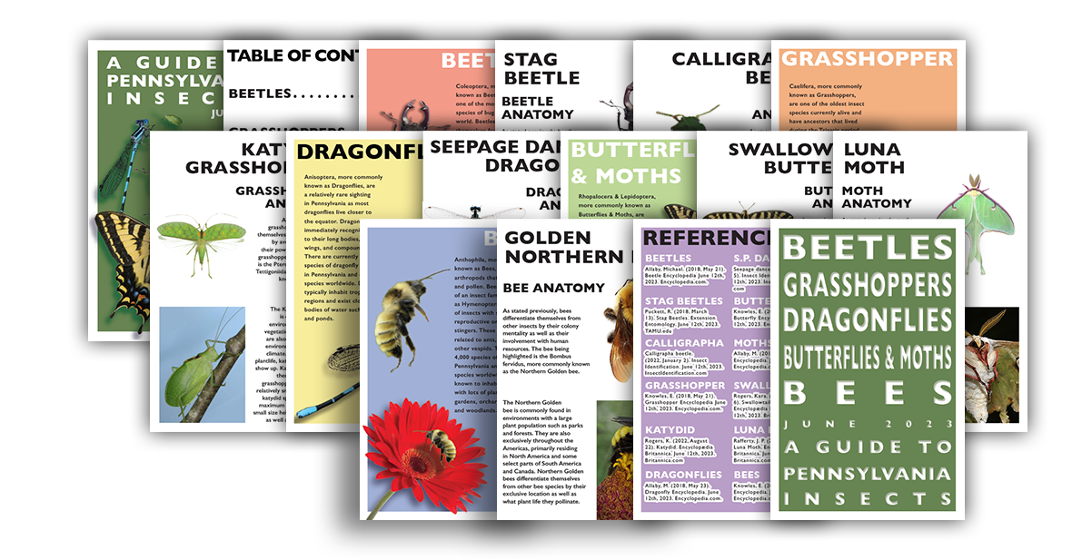 Graphic Design Portfolio piece: original 16 page booklet detailing bugs and insects commonly found in Pennsylvania and the North-Eastern United States.